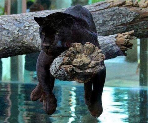 Zwarte Panter Jaguar Dier Black Panther Zwarte Panter Zwarte