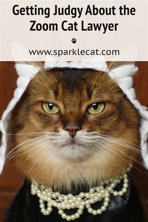 Texas lawyer rod ponton turned up to a virtual court session as a white cat after a filter was left on. Getting Judgy About the Zoom Cat Lawyer | Summer's ...