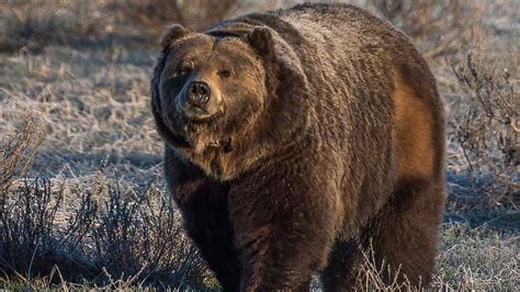 Montana Hunter Reports Killing Grizzly Bear In Self