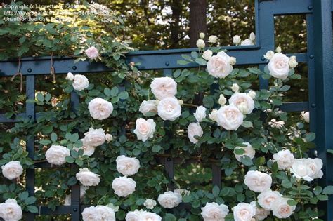 Plantfiles Pictures Large Flowered Climbing Rose Romantica Rose