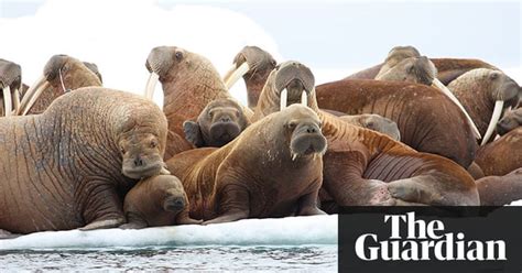 The Week In Wildlife In Pictures Environment The Guardian