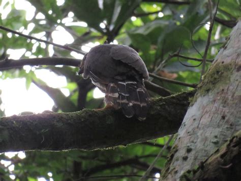 Panama 2019 Canopy Tower Slaty Backed Forest Falcon Vaale Flickr