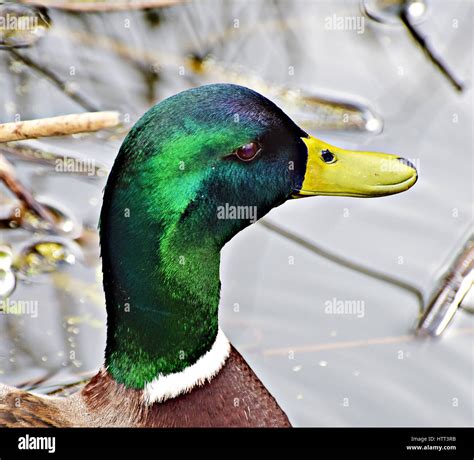 Portrait Of A Mallard Drake Duck Anas Platyrhynchos Stock Photo Alamy