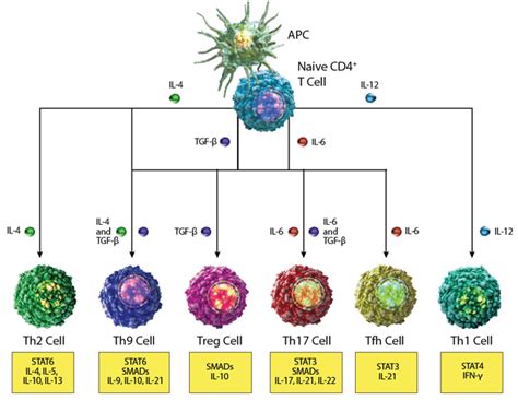 Blog T Cell History