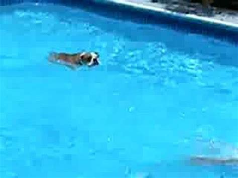 Staffys as a general rule (although there are exceptions) cannot. american bulldogs can swim - YouTube