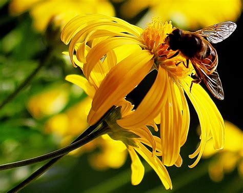 X Wallpaper Yellow Petal Flowers With Honey Bee Peakpx