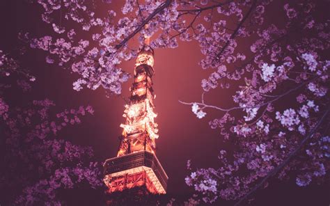 Chinese Cherry Blossom Wallpapers Top Free Chinese Cherry Blossom