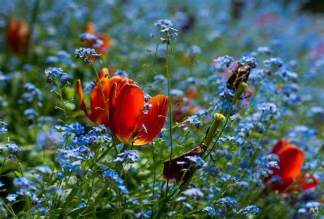 Flowers Nature Plants Field Macro Red Flowers Blossom Forget Me