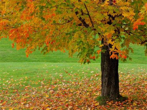 Free Download Nature Landscapes Hd Wallpaper For Autumn Falls 800x450