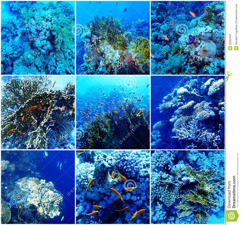 Underwater Sea Collage Stock Photo Image Of Tropical