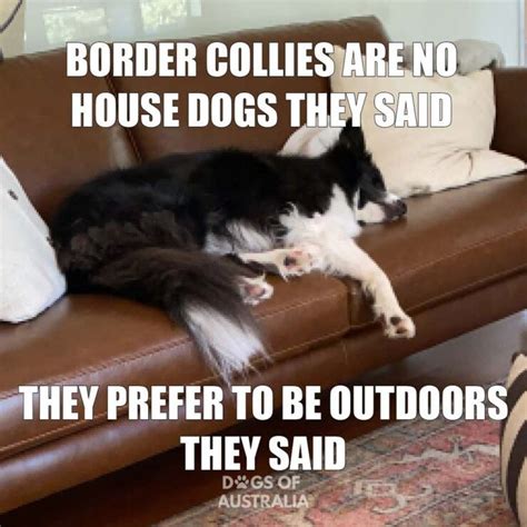Top 10 Funny Border Collie Memes You Need To See 1 Bonus Meme