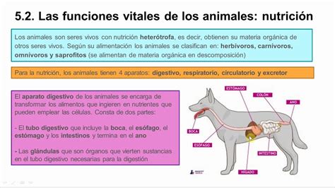 Funciones Vitales En Animales Y Plantas 1º Eso Youtube