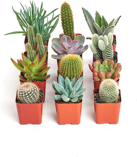 Fully Rooted Live Indoor Cacti Plants Shop Succulents Assortment Of