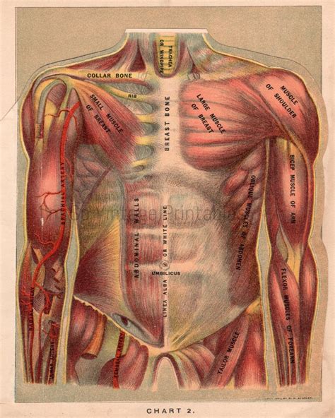 Muscles Print Doctor Anatomy Wall Art Medical Office Etsy