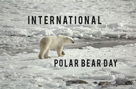 International Polar Bear Day Europarc Federation
