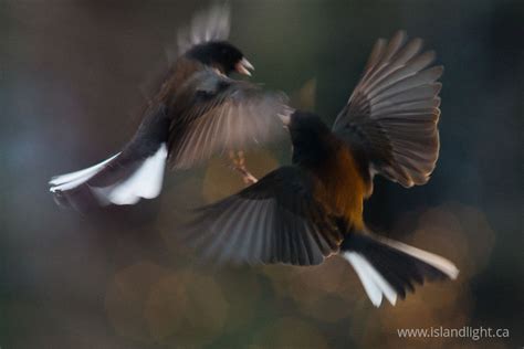 Dueling Juncos Junco Photo From Cortes Island Bc Canada Island
