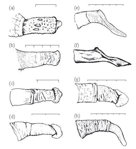 Why Did Humans Evolve Big Penises But Small Testicles