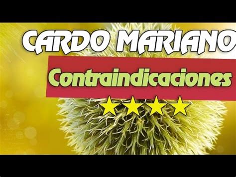 Añade 4 cucharadas de esta mezcla por cada litro de agua y pon a hervir durante 4 minutos. Cardo Mariano Contraindicaciones - YouTube