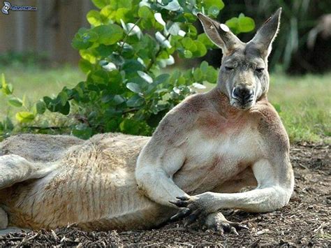 Ripped Kangaroo Goes Viral In Muscular Chest Stunning Photos