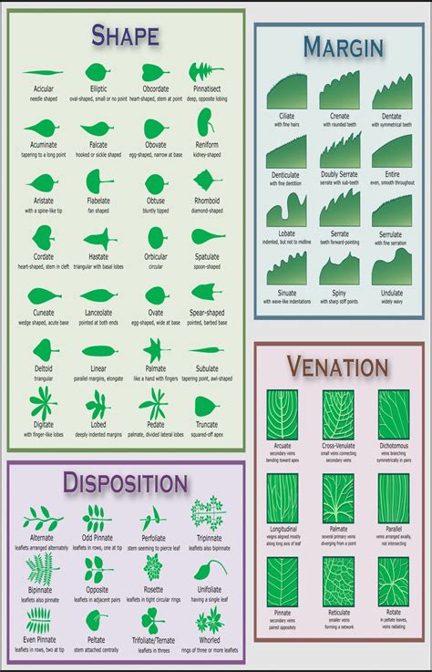 Identify Plant By Leaf Shape Infographic Chart 13x19 32cm49cm