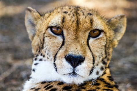 Adult Cheetah · Free Stock Photo