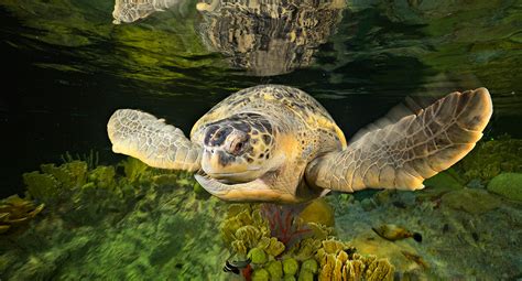 Green Sea Turtle New England Aquarium
