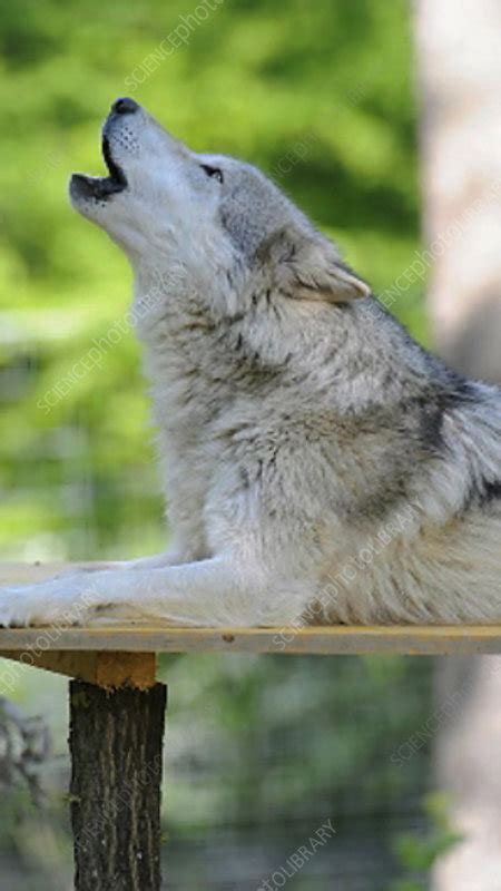 Grey Wolf Howling Stock Video Clip K0033328 Science Photo Library