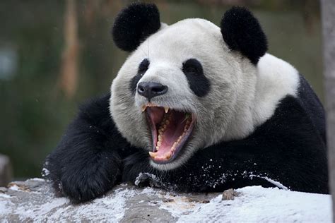 Panda Smile