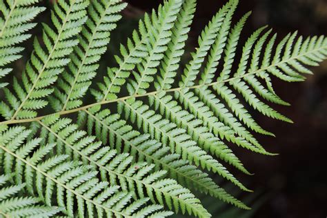 Fern Leaf Free Stock Photo Public Domain Pictures