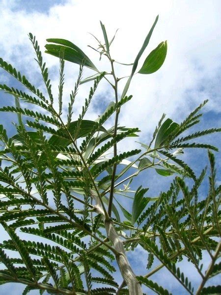 Plantfiles Pictures Acacia Species Koa Acacia Koa By Growin