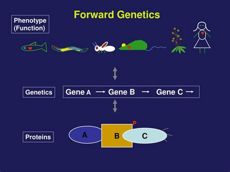 Ppt Forward Genetics Powerpoint Presentation Id279848