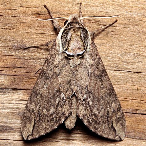 Catalpa Sphinx Moth Identification Life Cycle Facts Pictures My Xxx