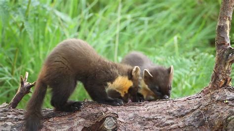 Two Juvenile Pine Marten Martes Martes Feeding On Top Of Log In