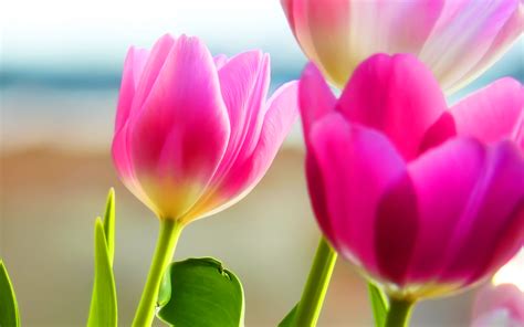 Tulips Background Spring Scenery Nature Desktop Wallpapers Hd Free 159016
