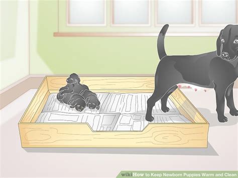 If you have found abandoned kittens in the snow or after rain, then they must be soaked to the. How to Keep Newborn Puppies Warm and Clean: 11 Steps