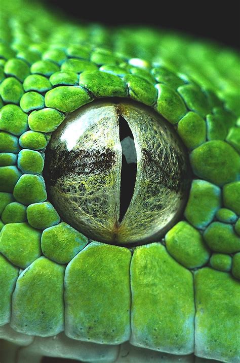With the use of a thermal camera on this experiment shot in pitch black, we can truly see like a snake. wavemotions: Snake eye closeup by Henrik Vind | Snake eyes ...