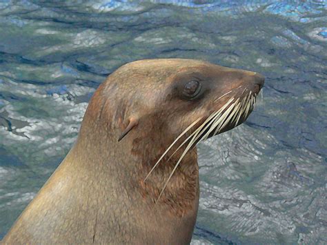 Australian Fur Seal Photograph By Margaret Saheed Pixels