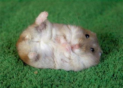 Hình ảnh Cute Hamster Tuyệt đẹp để Làm Nền Cho Máy Tính Của Bạn