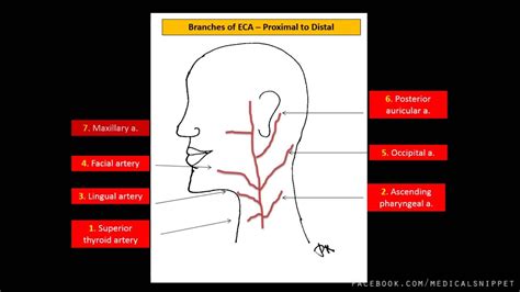 The artery gives off branches to the brain, forehead, eye and part of nose. Branches of External Carotid Artery - YouTube