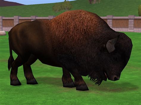 American Bison Zoo Tycoon 2 Wikia Fandom