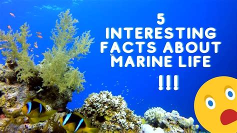 Marine Life 5 Fun Facts Youtube