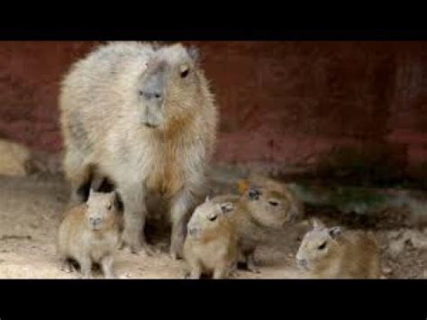 The capybara (hydrochoerus hydrochaeris) is a giant cavy rodent native to south america.it is the largest living rodent. Carpinchos en Paraguay - ÚH - YouTube