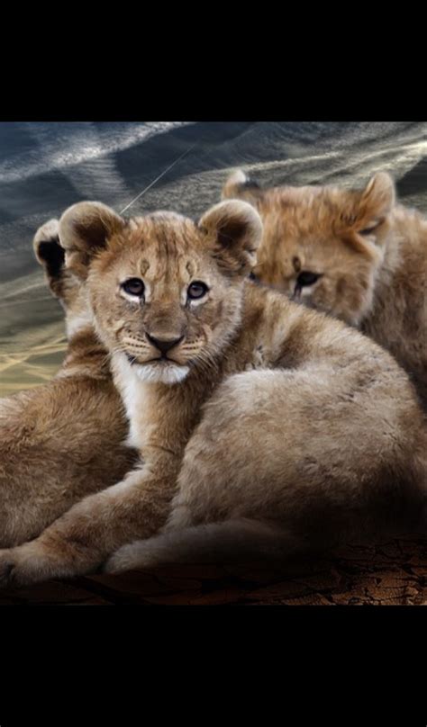 The list of retailers that sell. Baby Lion Cub Wallpaper -- HD Wallpapers of Baby Lion Cubs ...