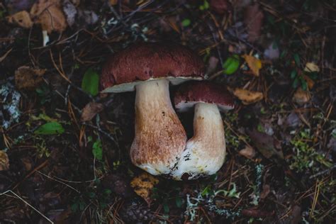 Free Images Forest Plant Autumn Fauna Outdoors Fungus Mushrooms