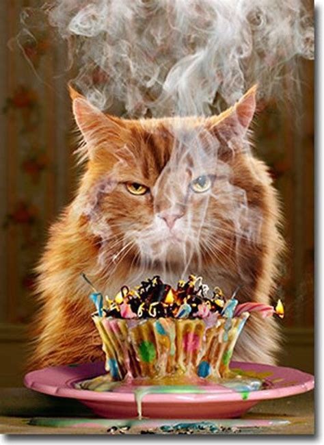 And even as solo pets, as long as they are getting the desired amount of attention form you, they can it depends on the individual cat. For cats only: Ginger Cat Funny Birthday Card | Funny ...