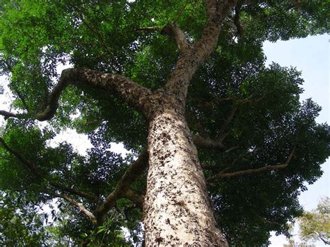 Narra Philippine National Tree Philippine Natural Environment