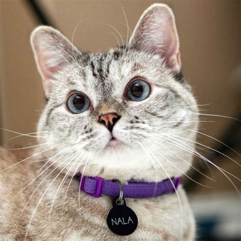 Heres Nala Instagrams Most Famous Cat Munchiecat