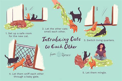 Best Way To Introduce A New Cat To Other Cats Cat Lovster