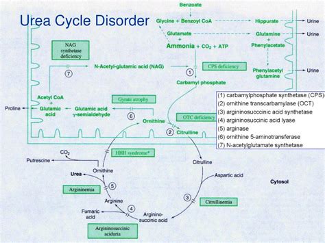 Ppt Liver Transplantation For Urea Cycle Disorder A Case Study
