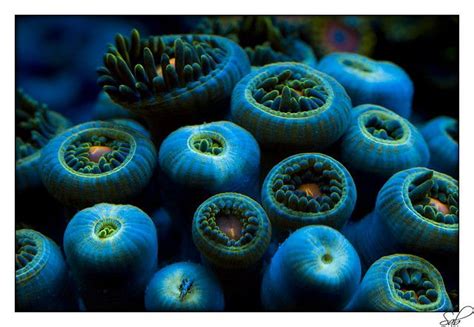 Zoanthus Acti003 Beautiful Sea Creatures Marine Life Marine Aquarium